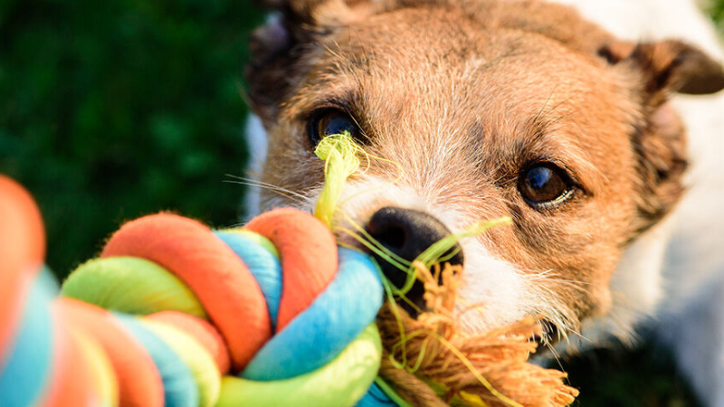 ART Juegos para perros CAT.png