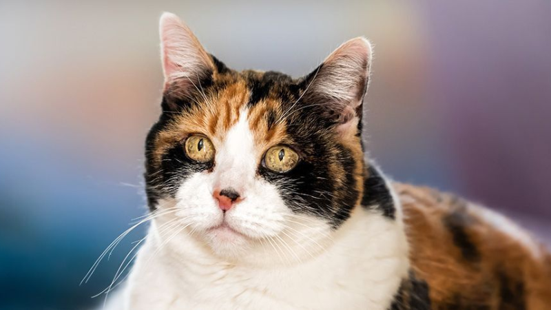 ART Gato hembra macho CAT.png