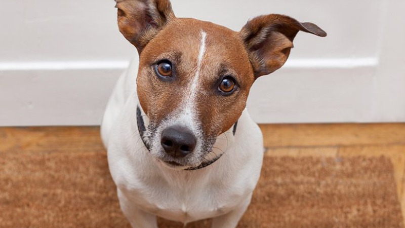 ART Adopci&oacute;n perros CAT.png