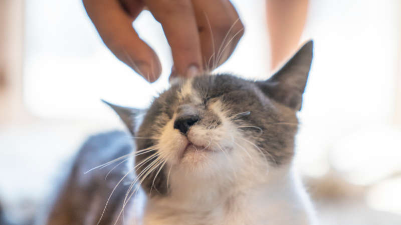 ART primer d&iacute;a gatito en casa.png