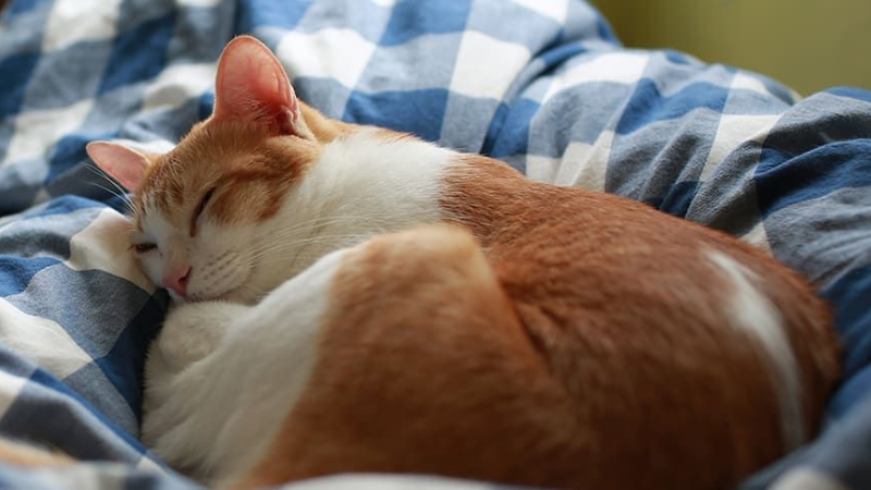 ART Gato ma&uacute;lla mucho CAT.png