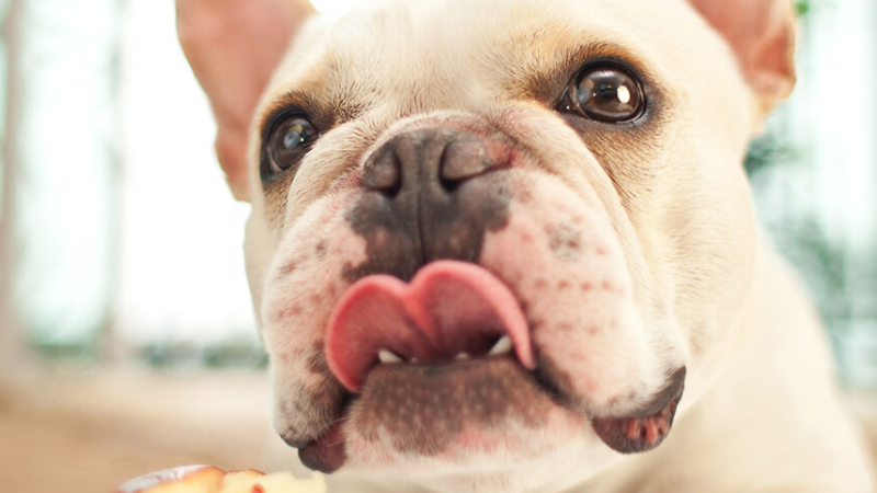 ART Alimentos buenos perros CAT.png