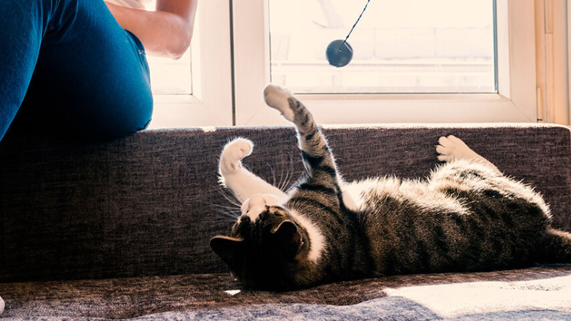 ART Juegos gatos CAT.png