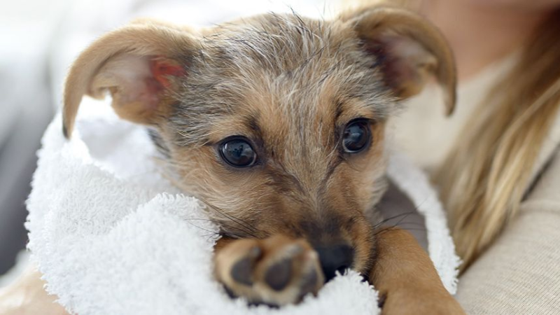 ART Ba&ntilde;ar perro 1 mes CAT.png