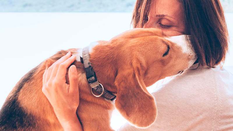 ART Entender lenguaje perros cat.png