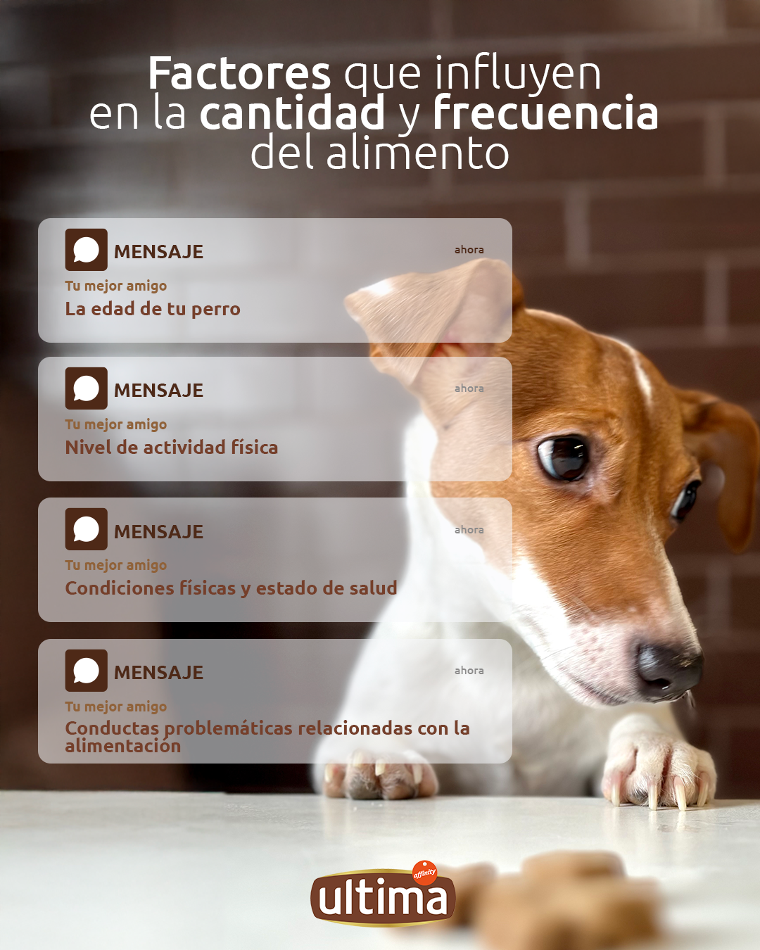 Cantidad y frecuencia alimentación perro