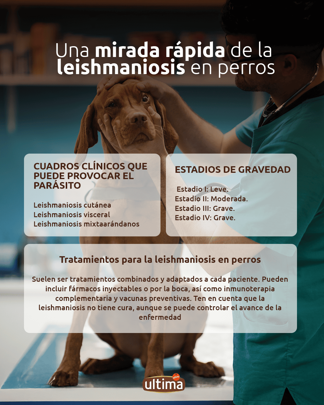 Infografía titulada “Una mirada rápida de la leishmaniosis en perros”. Texto: Cuadros clínicos que puede provocar el  parásito: Leishmaniosis cutánea, Leishmaniosis visceral, Leishmaniosis mixta. Estadios de gravedad: Estadio I: Leve. Estadio II: Moderada. Estadio III: Grave. Estadio IV: Grave. Tratamientos para la leishmaniosis en perros: Suelen ser tratamientos combinados y adaptados a cada paciente. Pueden incluir fármacos inyectables o por la boca, así como inmunoterapia complementaria y vacunas preventivas. Ten en cuenta que la leishmaniosis no tiene cura, aunque se puede controlar el avance de la enfermedad.”