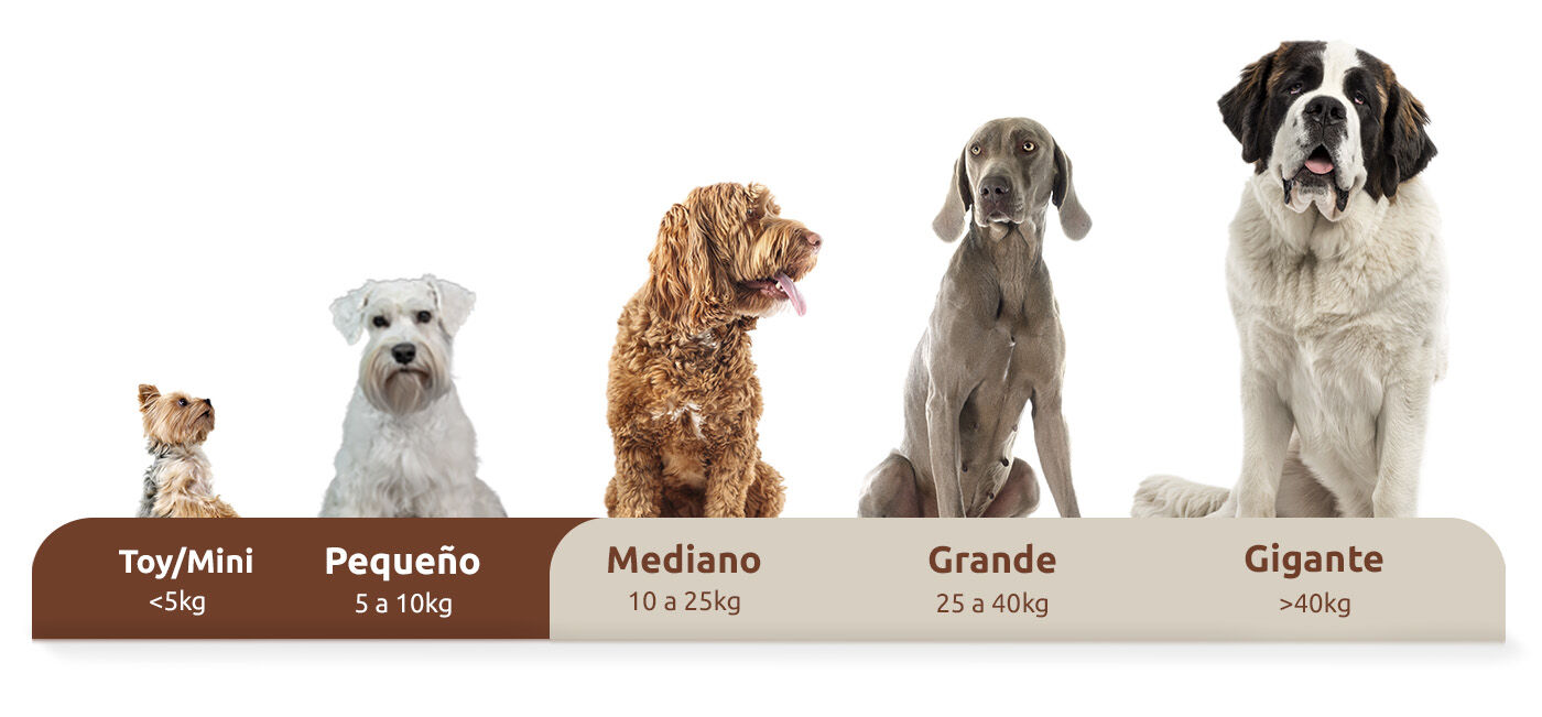 Tamaño del perro según su peso