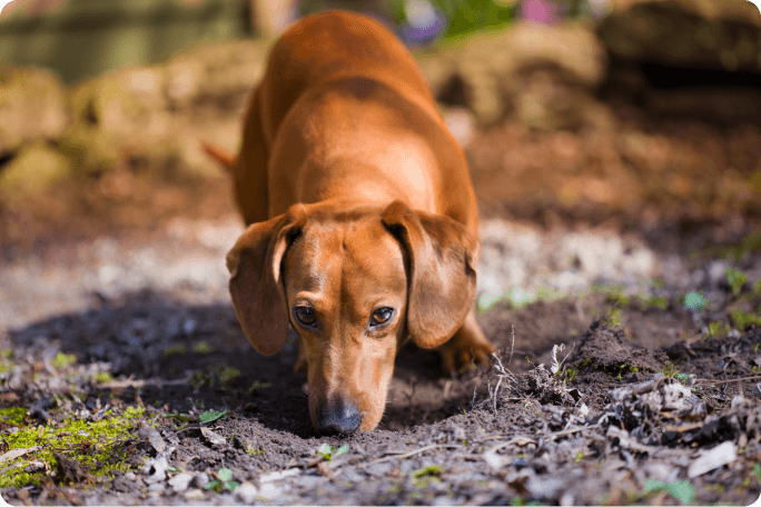 Perro en un bosque