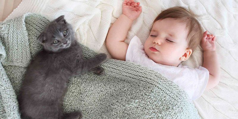 bebé con gatito