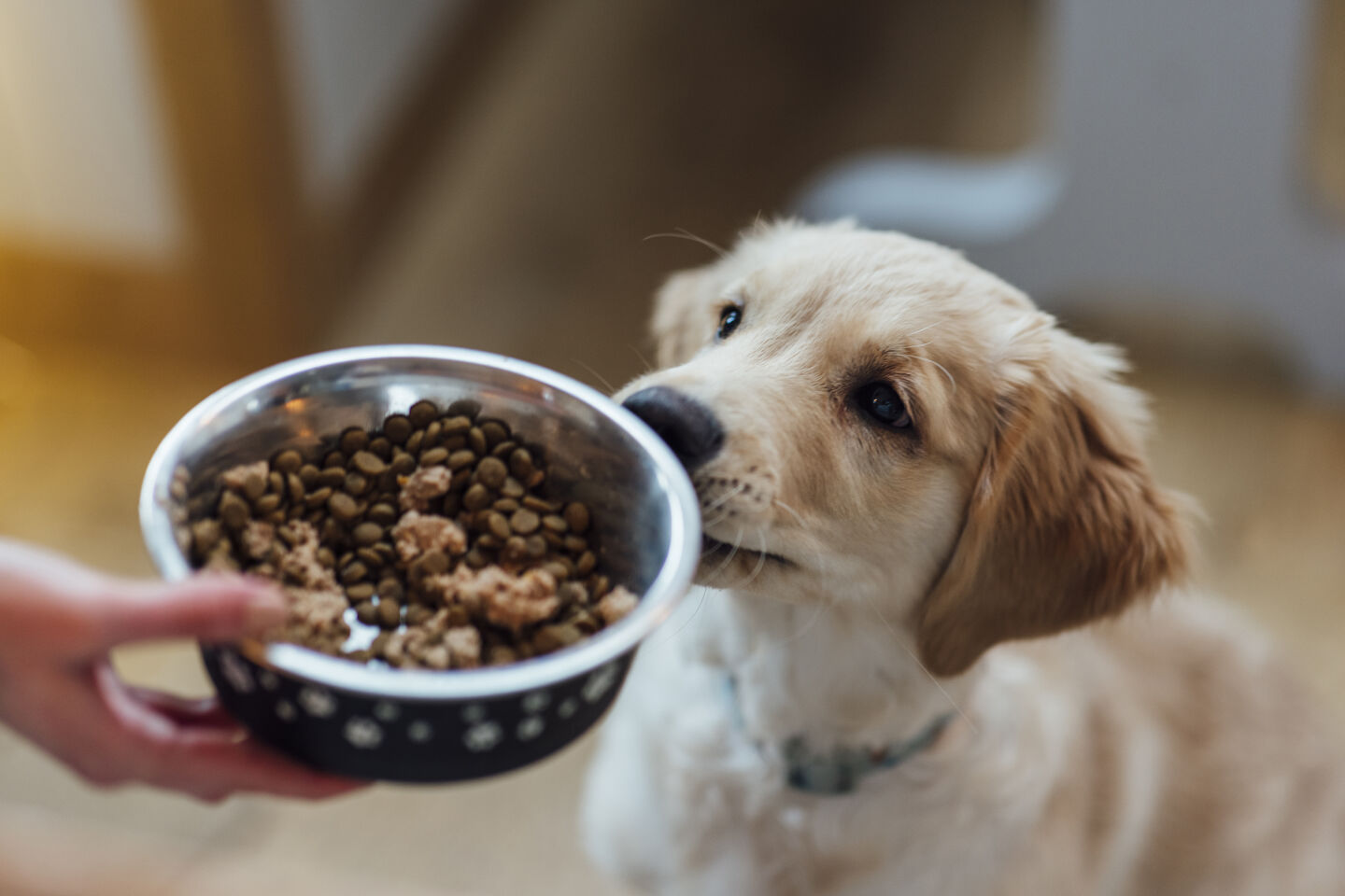 Pet parent ofreciéndole pienso a su perro