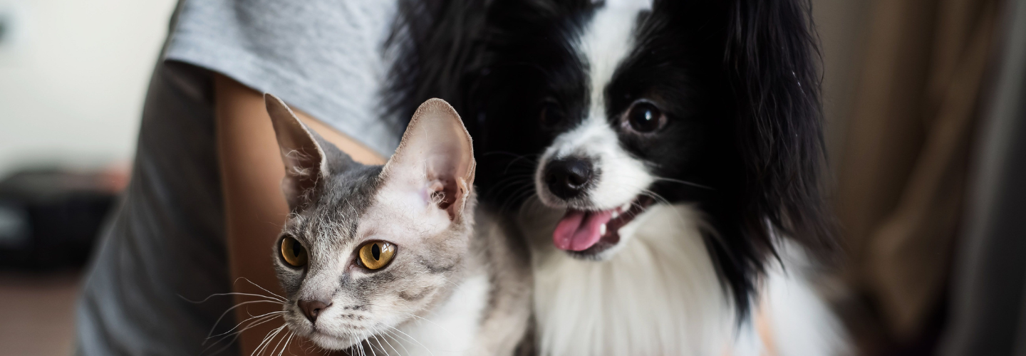7 Beneficios de tener perros y gatos