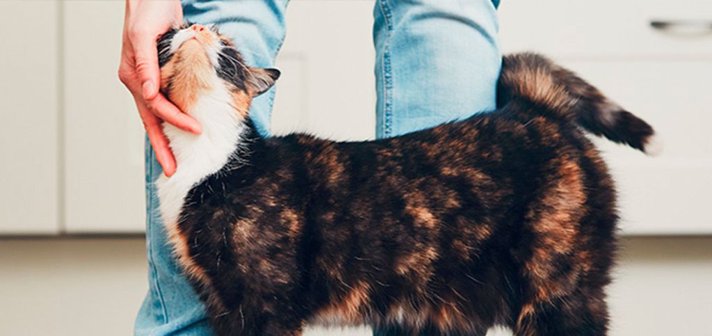 Image Link For La meva gata està en zel. Què he de fer?