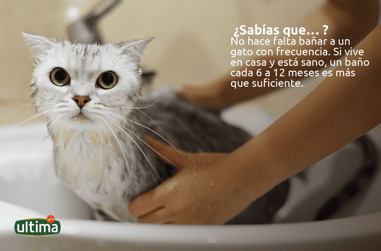Fotograf&iacute;a de gato gris siendo secado con toalla despu&eacute;s del ba&ntilde;o. Texto: &iquest;Sab&iacute;as que&hellip;? No hace falta ba&ntilde;ar a un gato con frecuencia. Si vive en casa y est&aacute; sano, un ba&ntilde;o cada 6 a 12 meses es m&aacute;s que suficiente. Texto vi&ntilde;eta del gato: &iexcl;Yo me puedo ba&ntilde;ar solito!