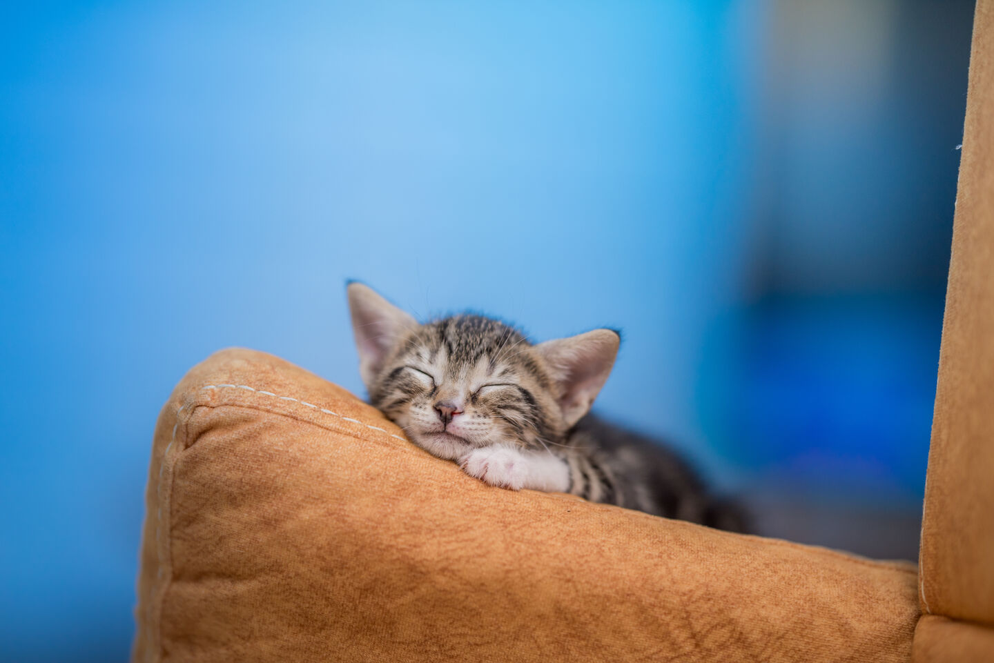 Gatito durmiendo en el sofá