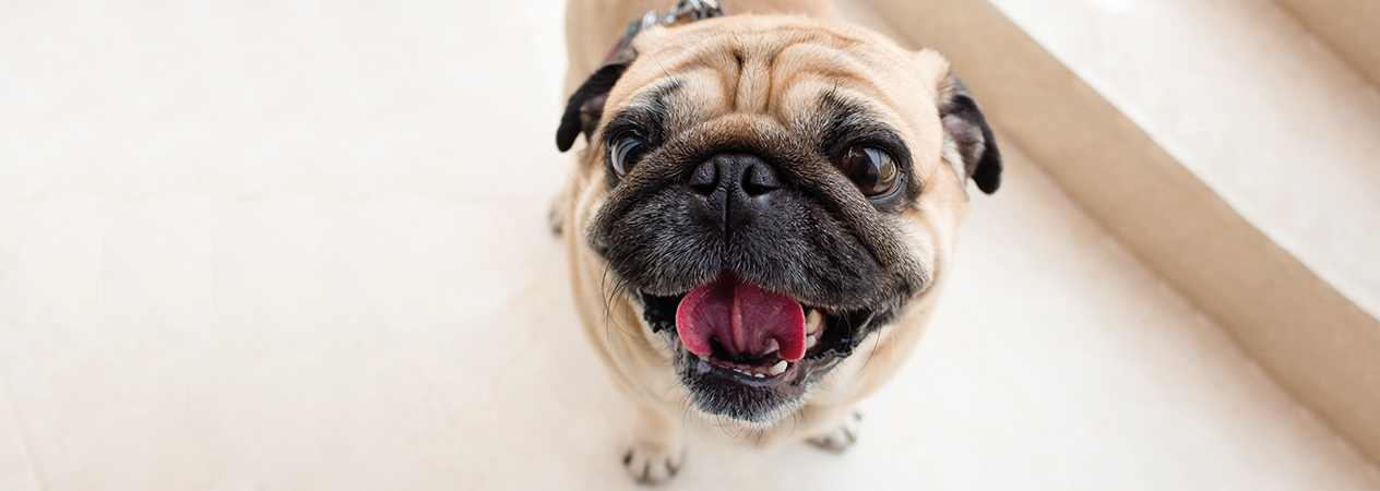 Cómo cuidar de un perro pequeño