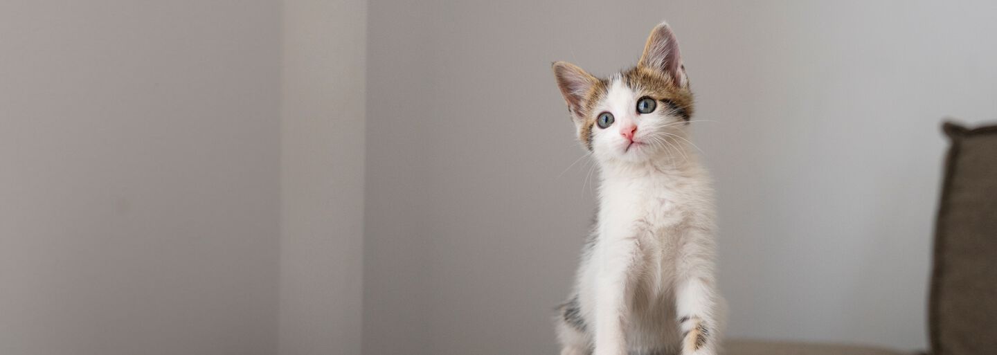 ¿Cómo educar a un gato?