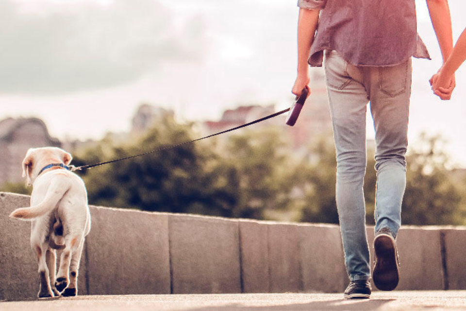 ART recomendado pasear perro.png