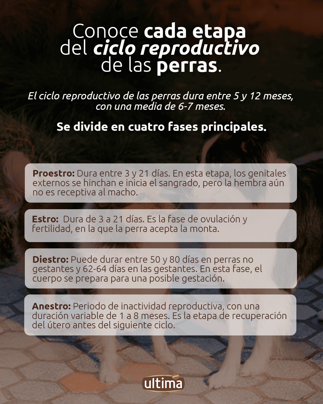 Etapas del ciclo reproductivo de las perras
