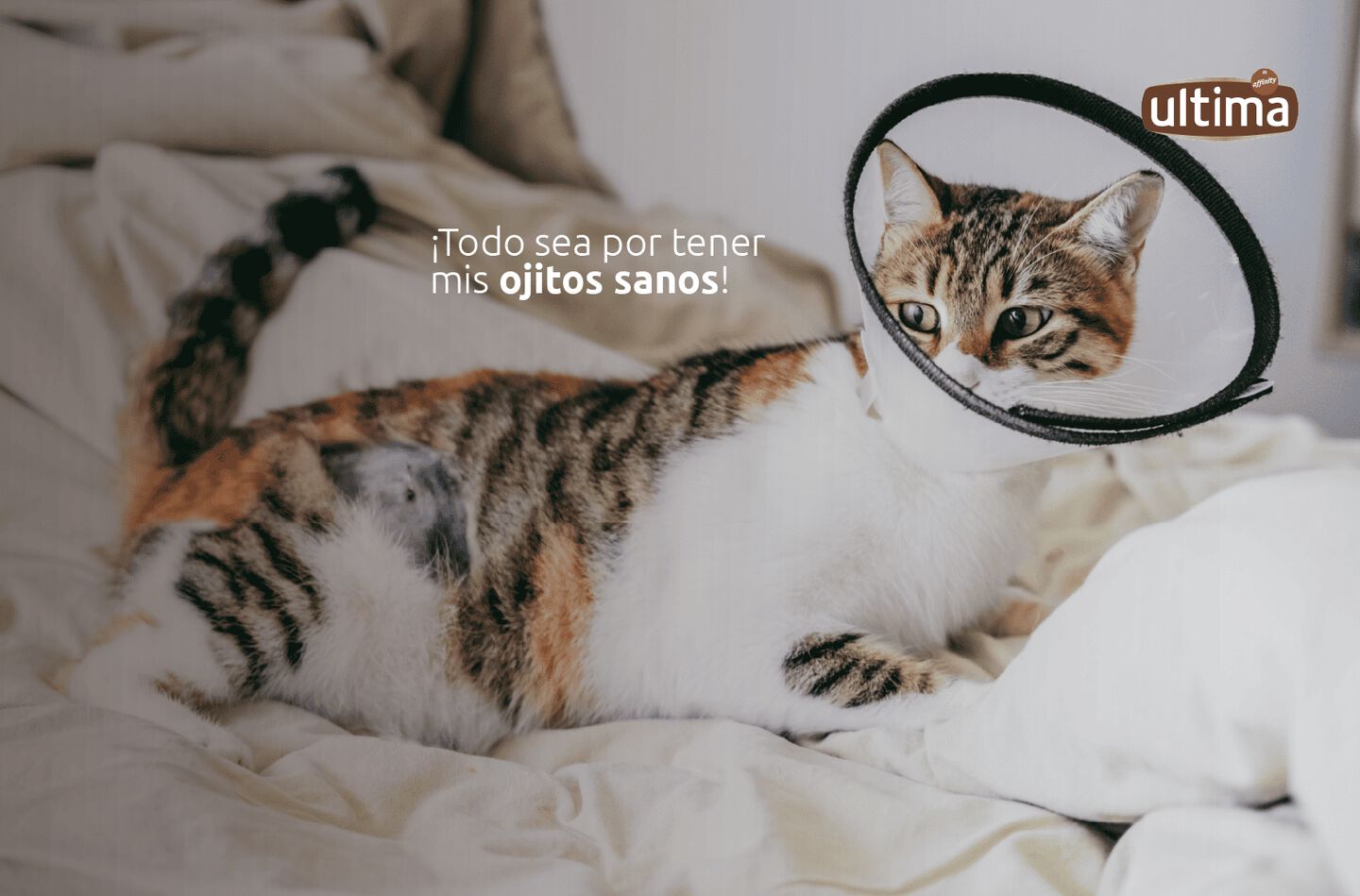 Fotografía de gato con conjuntivitis y cuello isabelino. Texto: “¡Todo sea por tener mis ojitos sanos!”