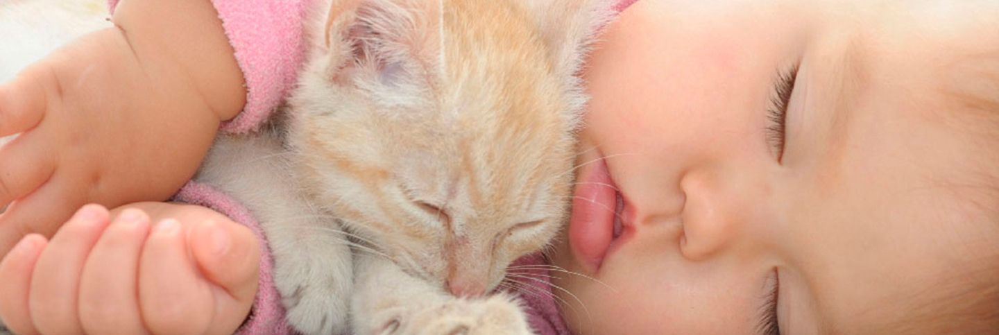 Convivencia entre gatitos y bebés recién nacidos