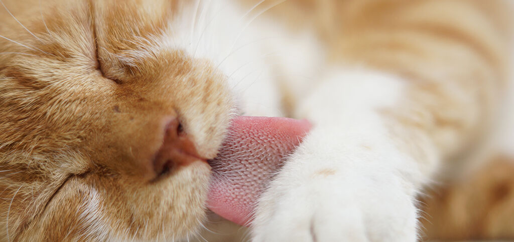 gato lamiendo