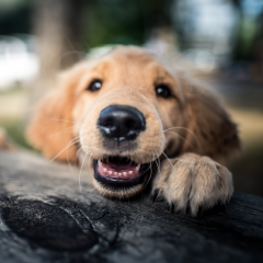 Image Link For La limpieza bucal en perros: ¿cuándo realizarla? ¿En qué consiste?