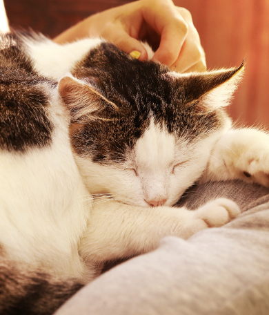 Image Link For Gato mayor: cuidados y necesidades esenciales