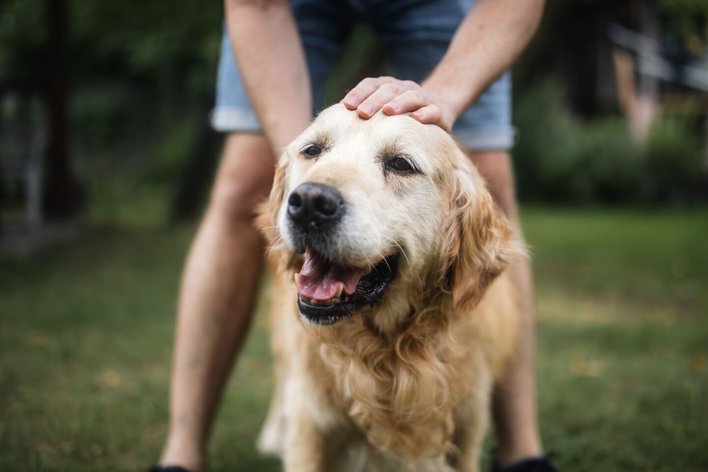 Pet parent sosteniendo a su perro