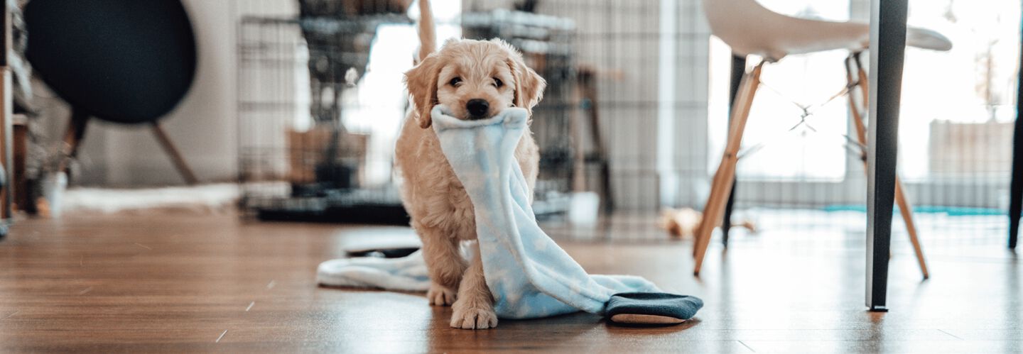 Cómo educar a tu perro