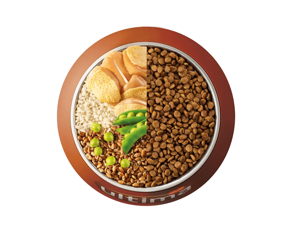 Pollastre, arr&ograve;s, cereals integrals i p&egrave;sols