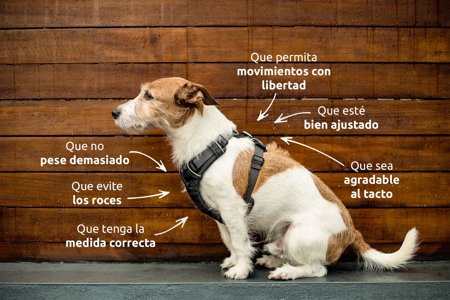 Aspectos para elegir arnés