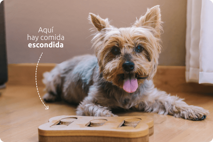 Juegos interactivos para perros