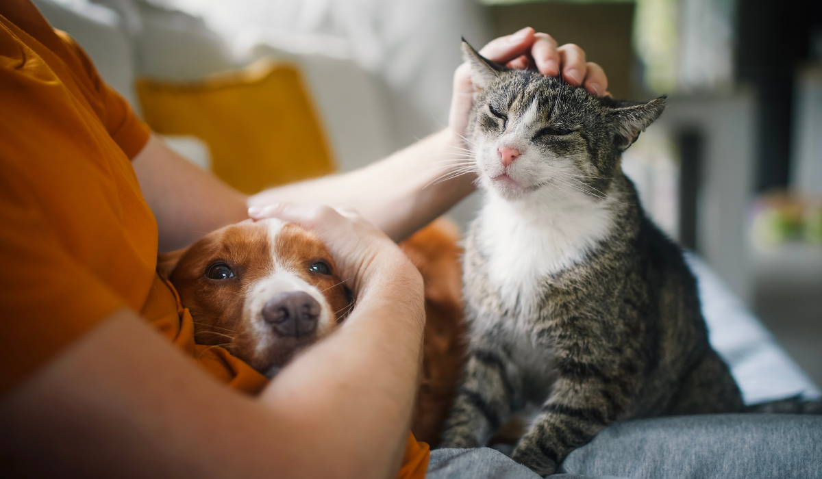 Pet parent acariciando a su perro y gato