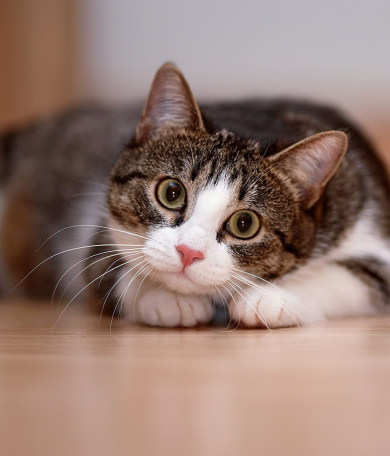 Image Link For C&oacute;mo entender y cuidar del bienestar de tu gato: 9 se&ntilde;ales de un gato feliz