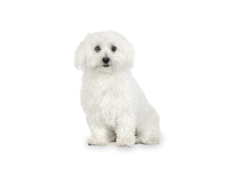 Bichón Maltés