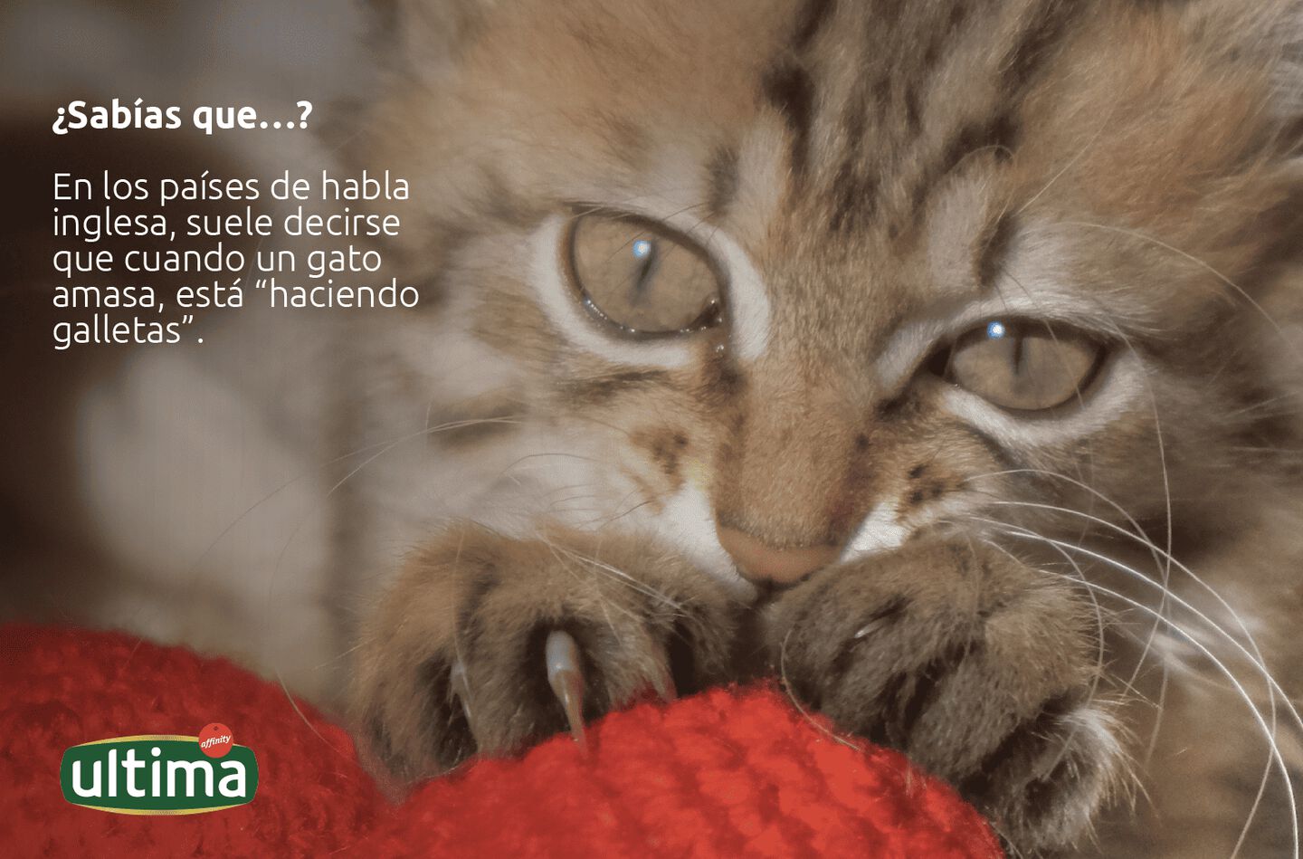 Gato posando las patas sobre una manta roja. Texto: en los países de habla inglesa, suele decirse que cuando un gato amasa, está "haciendo galletas".