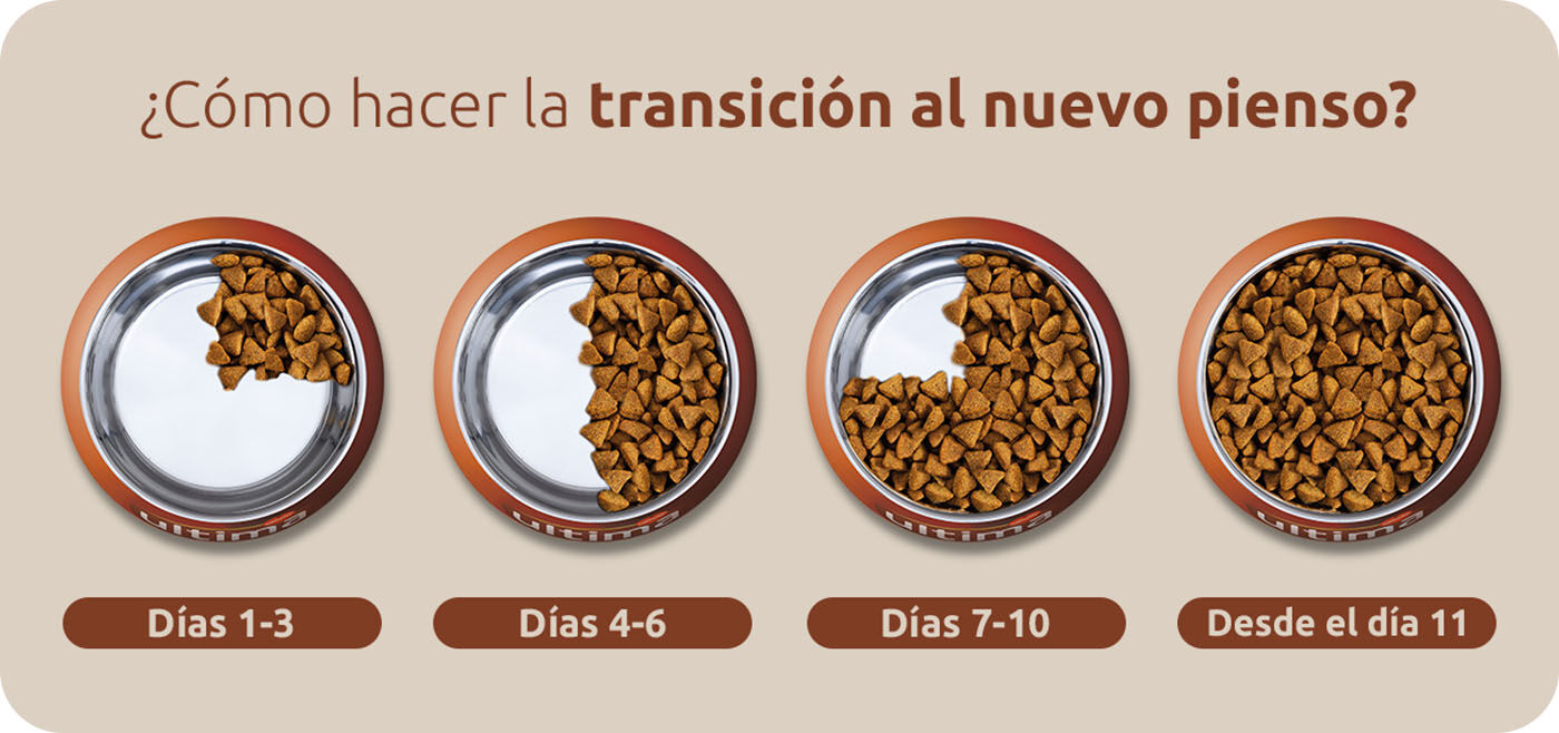 ¿Cómo hacer la transición al nuevo pienso?