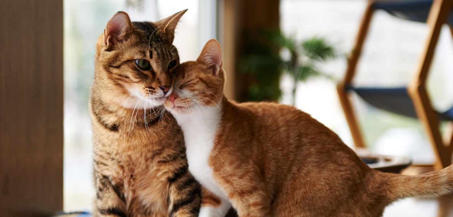 dos gatos juntos