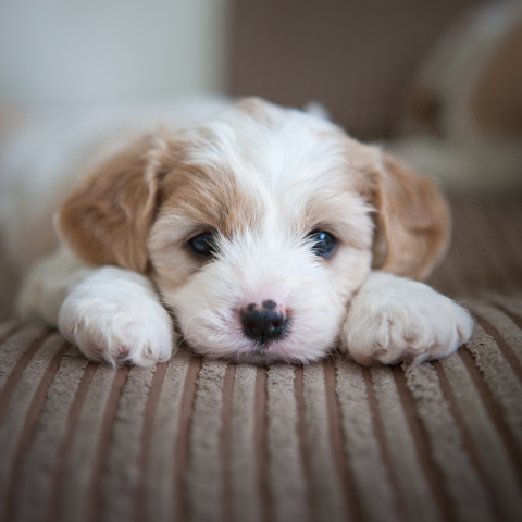 Image Link For Pautas para los primeros días de tu cachorro en casa