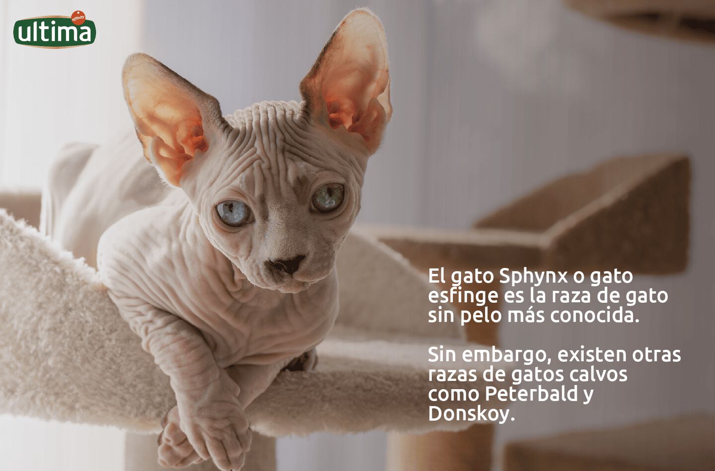 Fotograf&iacute;a de gato esfinge sobre fondo violeta. Texto: El gato Sphynx o gato esfinge es la raza de gato sin pelo m&aacute;s conocida. Sin embargo, existen otras razas de gatos calvos como Peterbald y Donskoy.