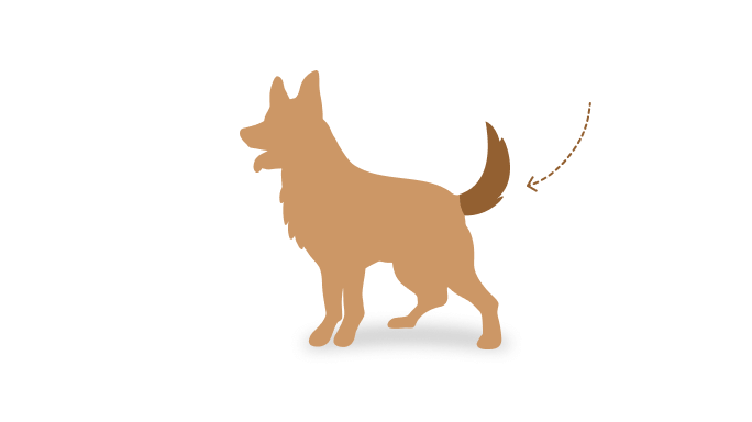 Postura cola alta perro