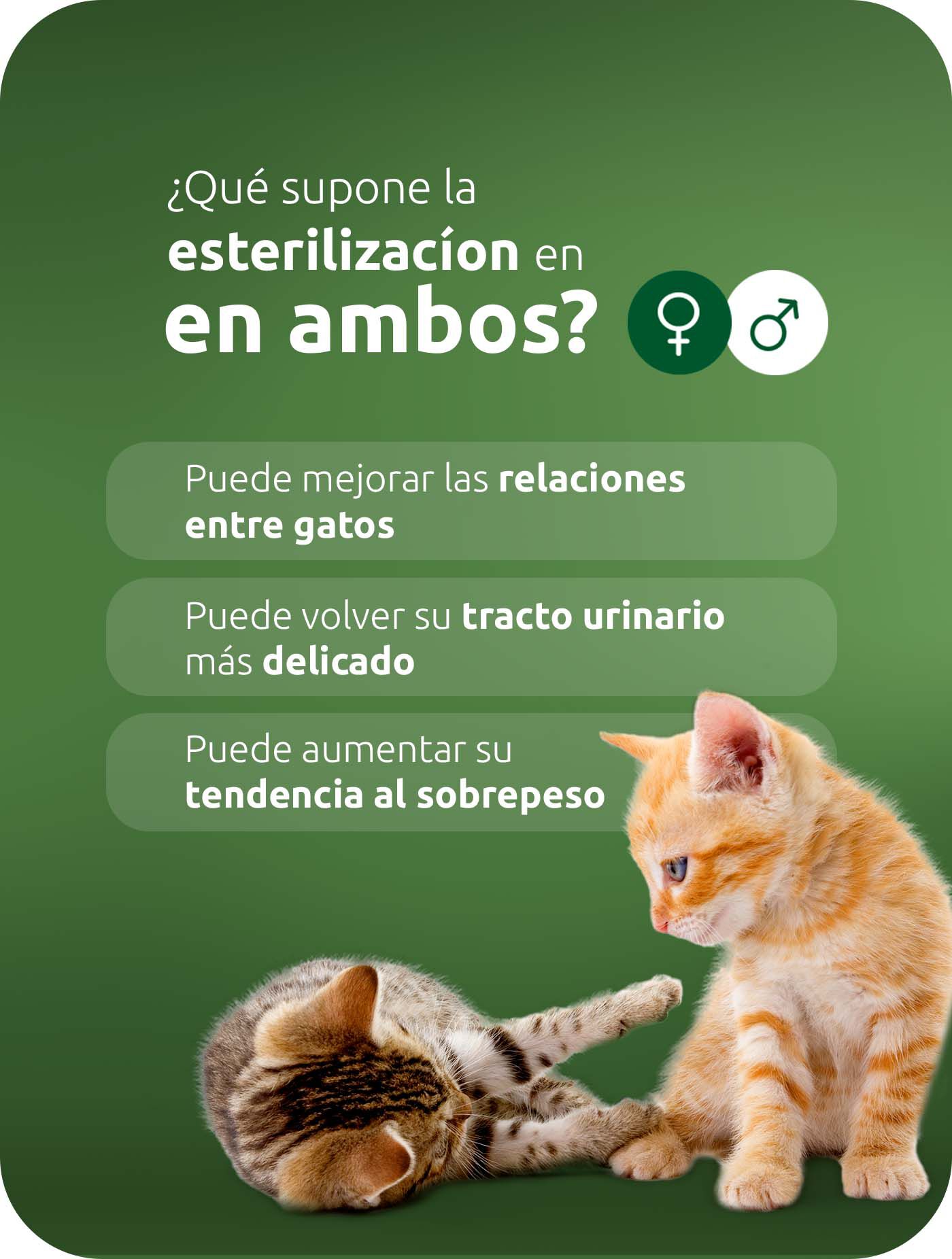 Esterilización en gatos y gatas