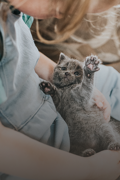 Gatitos header desktop.png