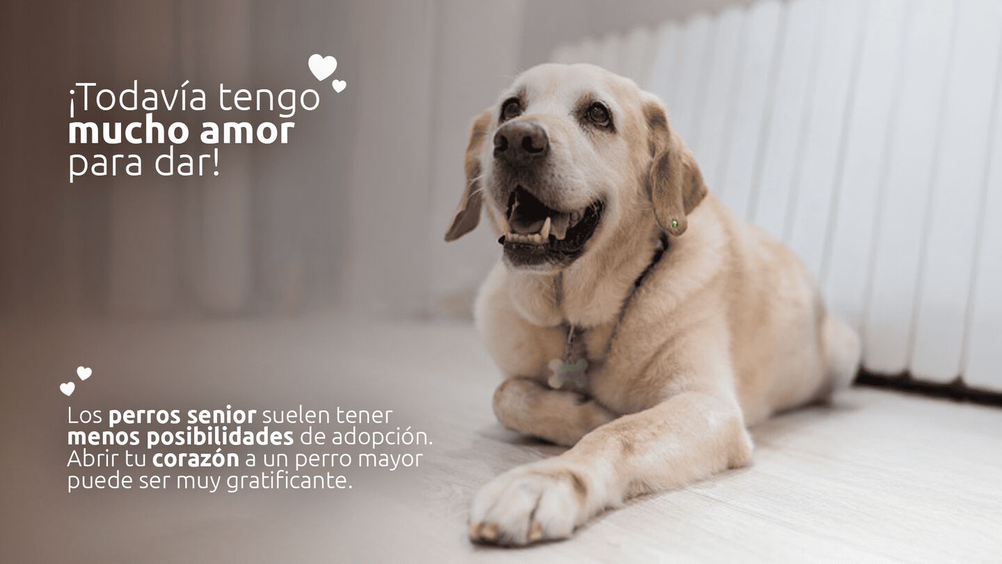 Adoptar a un perro senior
