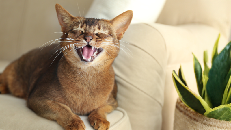 ART Gato ma&uacute;lla mucho.png