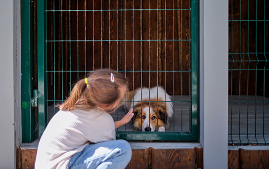 Niña acariciando a un perro en una protectora