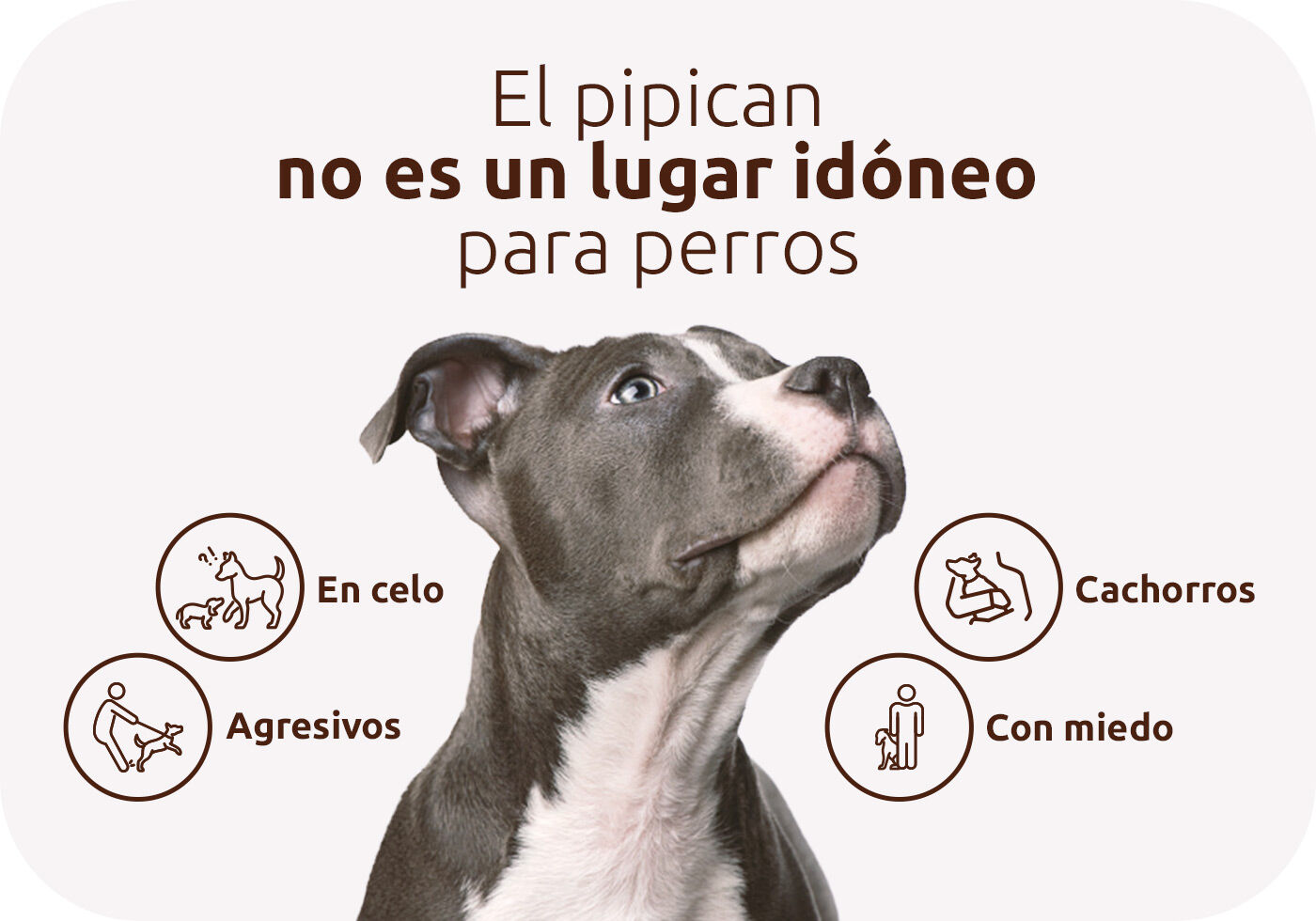pipican idoneo perros