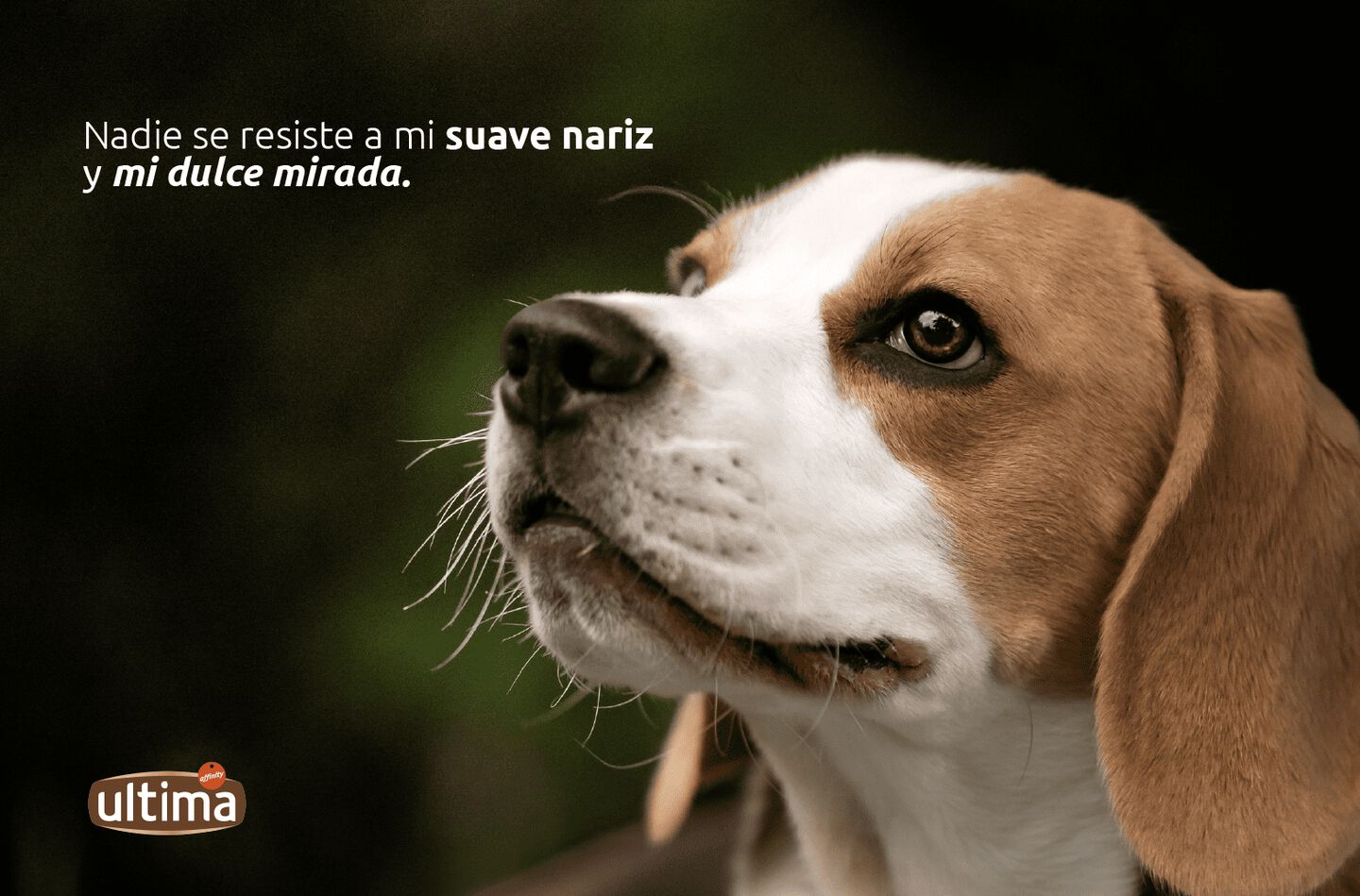 Fotografía en primer plano de perro beagle mirando hacia arriba. Texto: Nadie se resiste a mi suave nariz y mi dulce mirada.