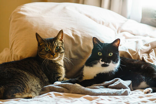 Dos gatos tumbados en la cama